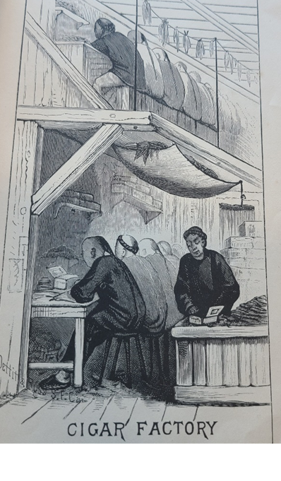 Illustration of a cigar factory in San Francisco Chinatown, circa 1901.
